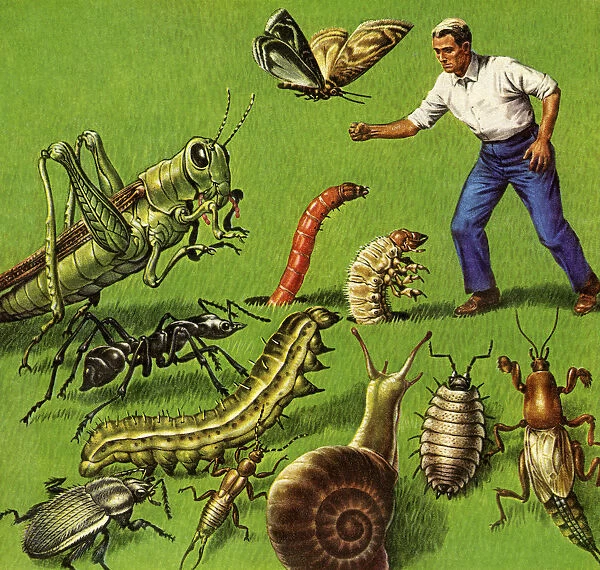 Man and Giants Bugs