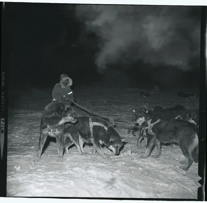 Framed Print : Man Guiding Dogs to Stop for the Night Framed Print : Man Guiding Dogs to Stop for the Night