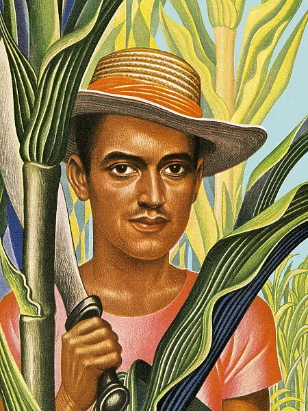 Man Harvesting Sugar Cane