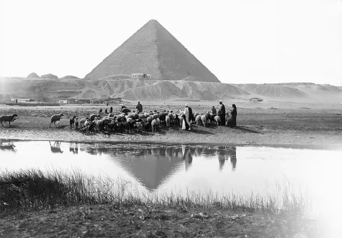Framed Print : Man Herding Sheep Near the Pyramids Framed Print : Man Herding Sheep Near the Pyramids