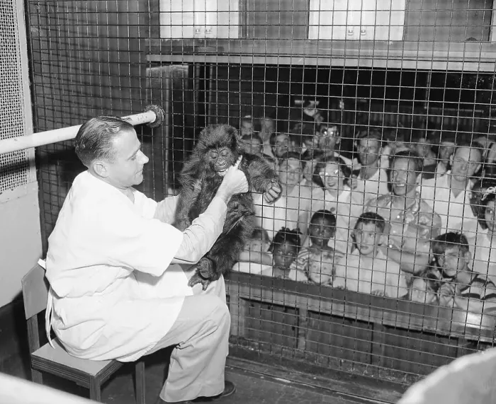 Framed Print : Man Holding a Baby Gorilla Framed Print : Man Holding a Baby Gorilla