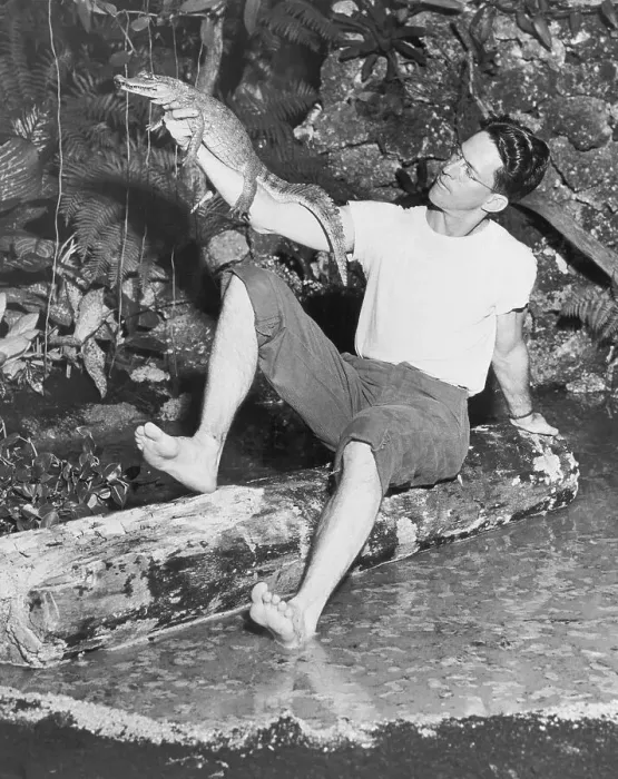 Framed Print : Man Holding a Small Alligator Framed Print : Man Holding a Small Alligator