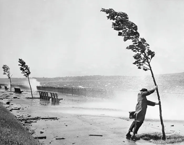 Framed Print : Man Holding Onto Tree During Hurricane Carol Framed Print : Man Holding Onto Tree During Hurricane Carol