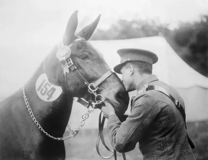 Framed Print : Man Kissing a Mule Framed Print : Man Kissing a Mule
