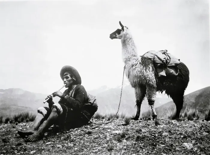 Framed Print : Man And Llama At Rest Framed Print : Man And Llama At Rest