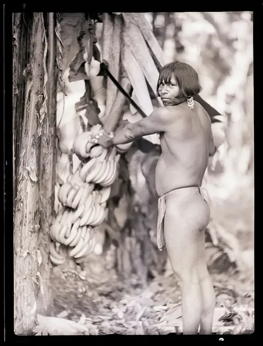 Framed Print : Man In Loincloth Pulling Down Bananas