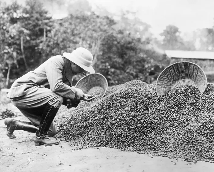 Framed Print : Man Looking At Coffee Beans Framed Print : Man Looking At Coffee Beans
