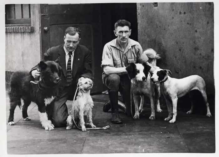 Framed Print : Man Looking Over Unfortunate Orphan Dogs Framed Print : Man Looking Over Unfortunate Orphan Dogs