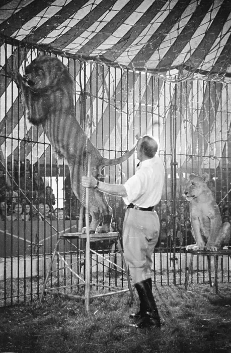 Framed Print : Man And Maneater Framed Print : Man And Maneater