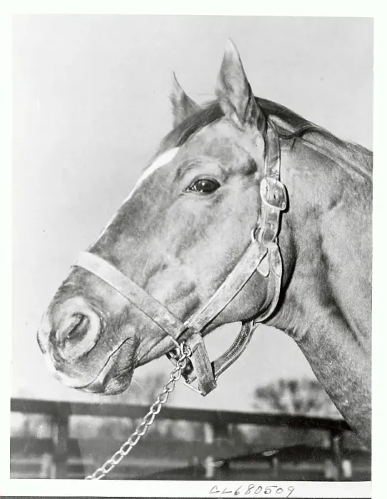 Framed Print : Man O War After Retirement Framed Print : Man O War After Retirement