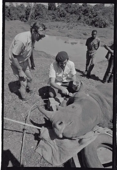 Framed Print : Man Painting Identifying Stripes on Rhino Framed Print : Man Painting Identifying Stripes on Rhino