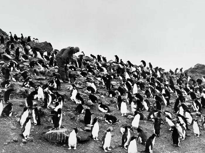 Framed Print : Man With Penguins In Antarctica Framed Print : Man With Penguins In Antarctica