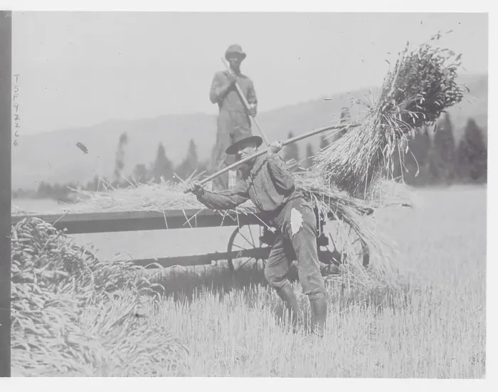 Framed Print : Man Pitching Hay Framed Print : Man Pitching Hay