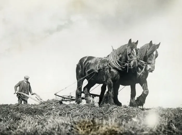 Framed Print : Man Ploughing Field with Horse Team Framed Print : Man Ploughing Field with Horse Team