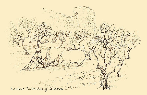 Man ploughing with oxen outside the walls of Siena, Italy