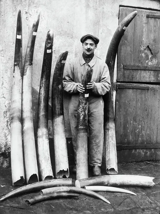 Framed Print : Man Posing With Tusks Framed Print : Man Posing With Tusks