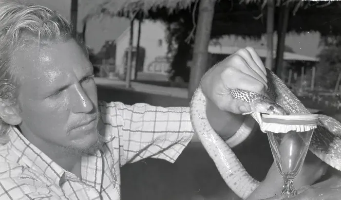 Framed Print : Man Presses The Head Of A Deadly Cobra