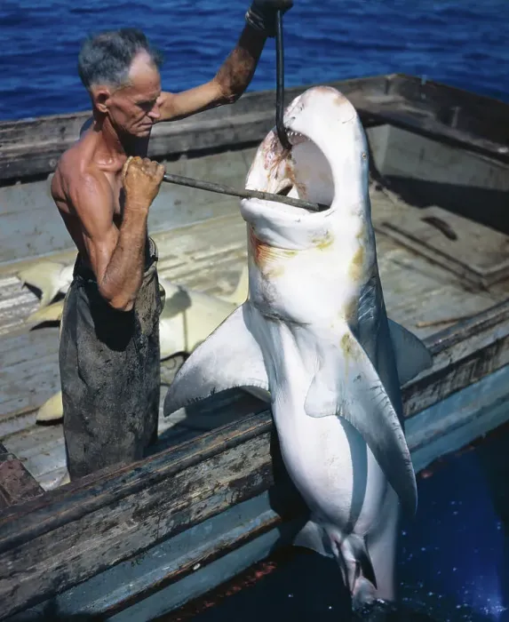 Framed Print : Man Prying Open the Mouth of a Shark Framed Print : Man Prying Open the Mouth of a Shark