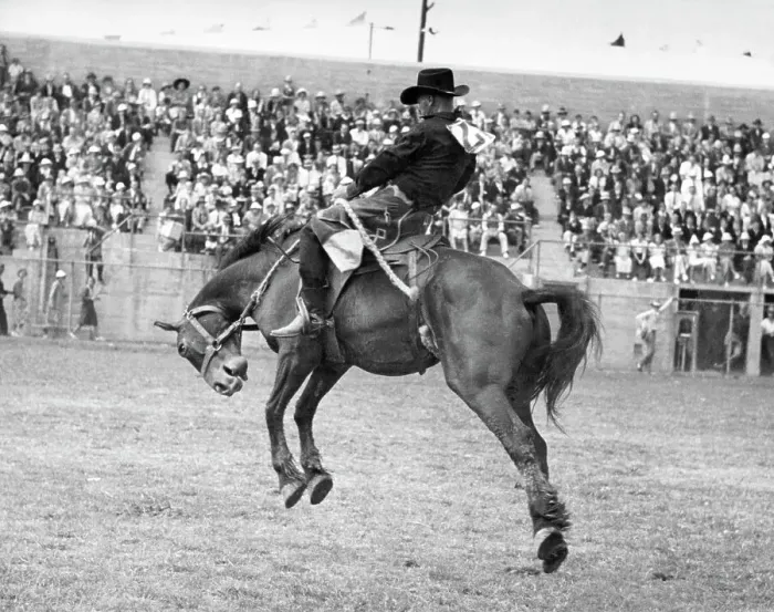 Framed Print : Man Riding Bucking Mustang Framed Print : Man Riding Bucking Mustang