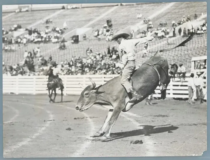 Framed Print : Man Riding Bull Framed Print : Man Riding Bull