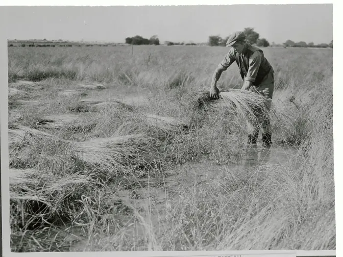 Framed Print : Man Salvaging His Flax Crop Framed Print : Man Salvaging His Flax Crop