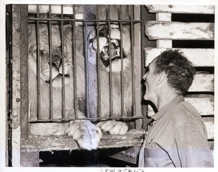 Framed Print : Man Shouting at Roaring Lions Framed Print : Man Shouting at Roaring Lions