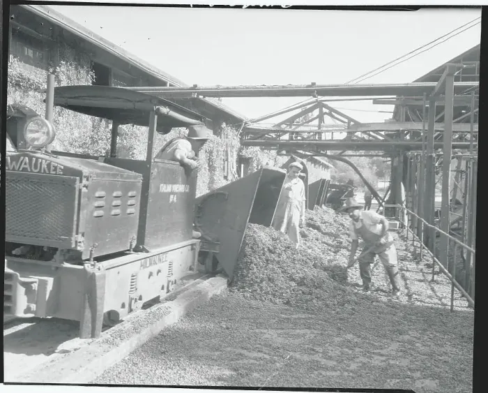 Framed Print : Man Shoveling Grapes After Dumping Framed Print : Man Shoveling Grapes After Dumping