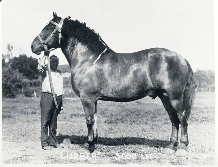 Framed Print : Man Standing with Largest Horse Framed Print : Man Standing with Largest Horse