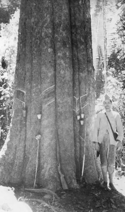 Framed Print : Man Standing by Rubber Tree Framed Print : Man Standing by Rubber Tree