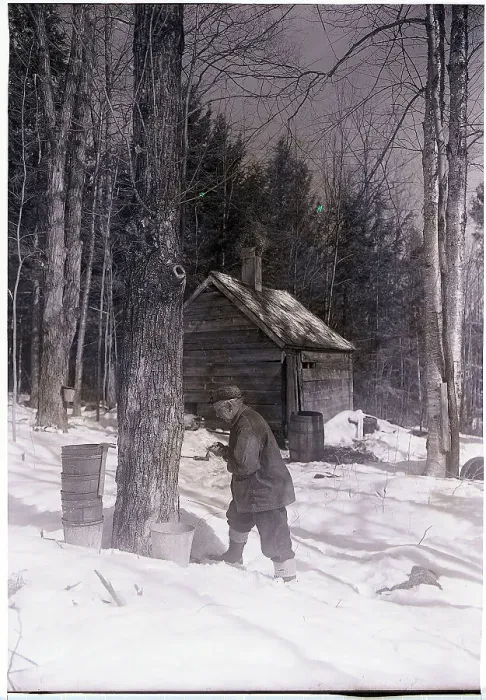 Framed Print : Man Tapping Maple Tree for Sap Framed Print : Man Tapping Maple Tree for Sap