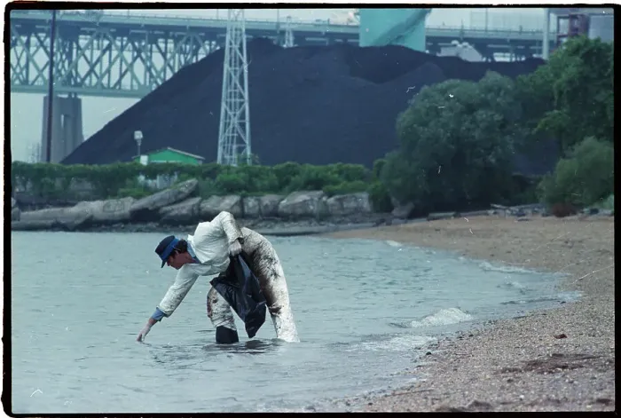 Framed Print : Man Wading Collecting Oil From Spill Framed Print : Man Wading Collecting Oil From Spill