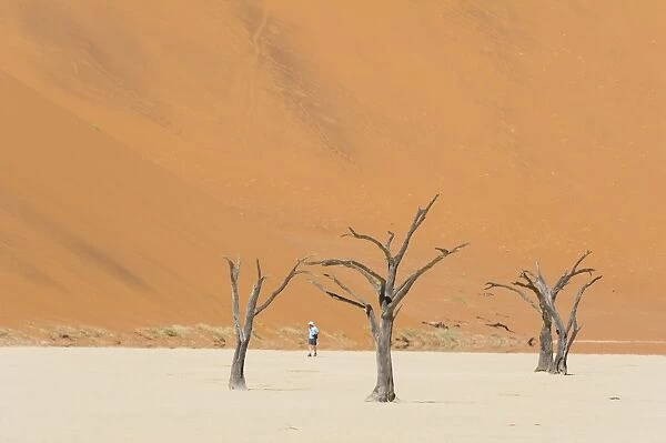 One man walking in the Deadvlei salt pan with a giant dune in the backdrop. Sossuvlei, Namibia
