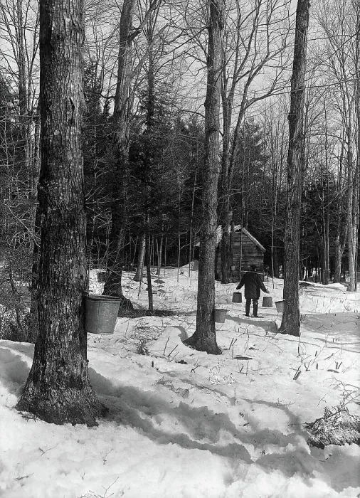 Framed Print : Man Walking in a Maple Sugar Orchard Framed Print : Man Walking in a Maple Sugar Orchard