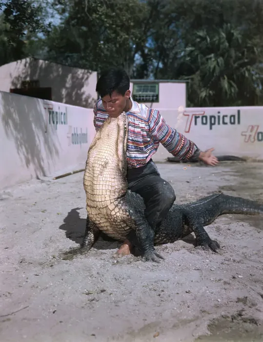 Framed Print : Man Wrestling Alligator Framed Print : Man Wrestling Alligator