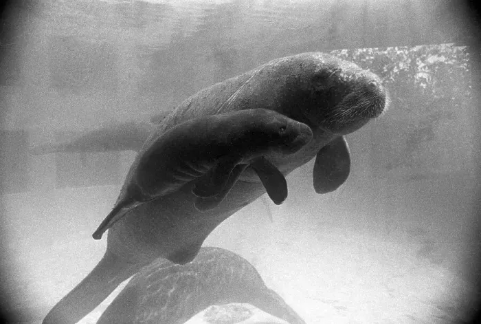 Framed Print : Manatee Mother and Newborn Swimming Framed Print : Manatee Mother and Newborn Swimming