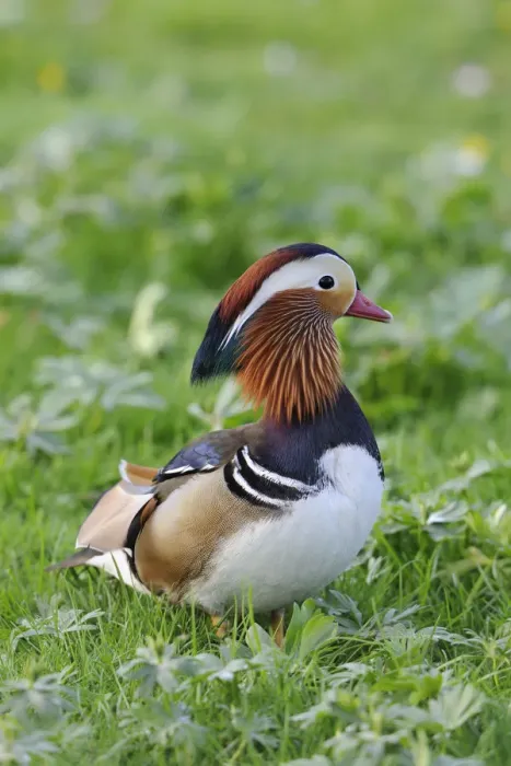 Framed Print : Mandarin Duck -Aix galericulata-, drake Framed Print : Mandarin Duck -Aix galericulata-, drake