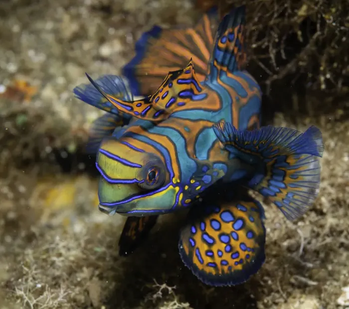 Framed Print : Mandarin Fish Framed Print : Mandarin Fish