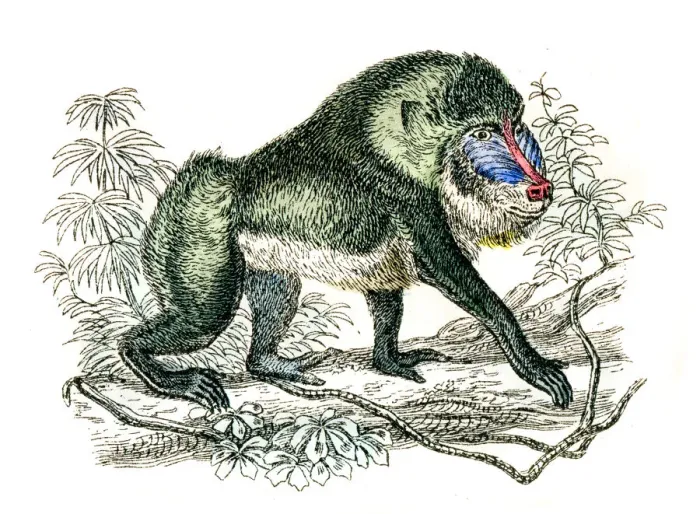 Framed Print : Mandrill engraving 1872 Framed Print : Mandrill engraving 1872