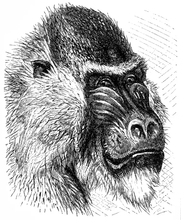 Framed Print : Mandrill (Mandrillus sphinx) Framed Print : Mandrill (Mandrillus sphinx)