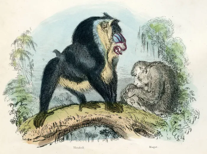 Framed Print : Mandrill primate engraving 1893 Framed Print : Mandrill primate engraving 1893
