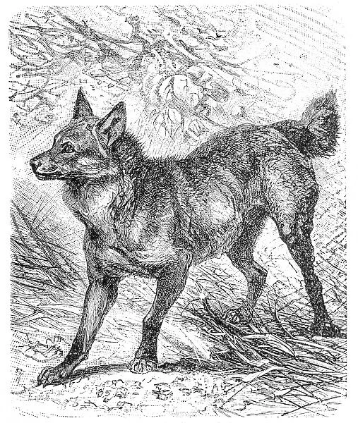 Maned wolf (Canis jubatus)