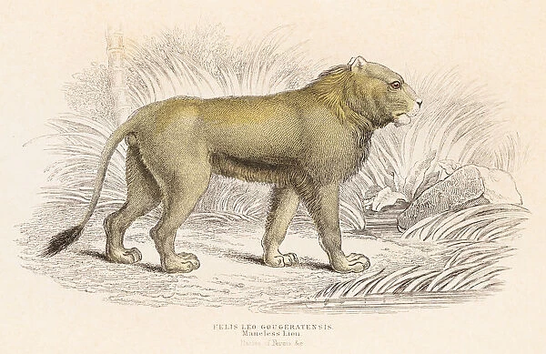 Maneless Lion engraving 1855