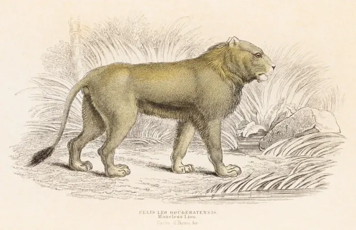 Framed Print : Maneless Lion engraving 1855 Framed Print : Maneless Lion engraving 1855