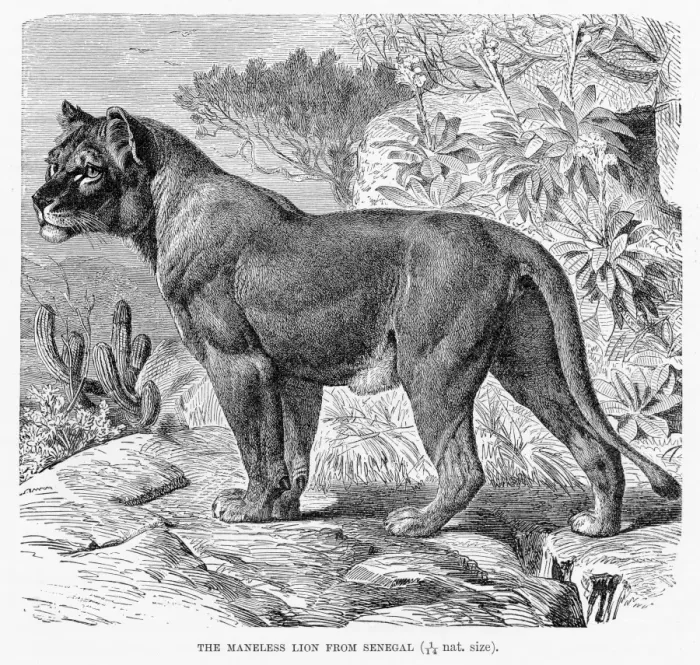 Framed Print : Maneless lion Senegal engraving 1894 Framed Print : Maneless lion Senegal engraving 1894