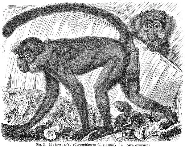 Mangabey monkey engraving 1895