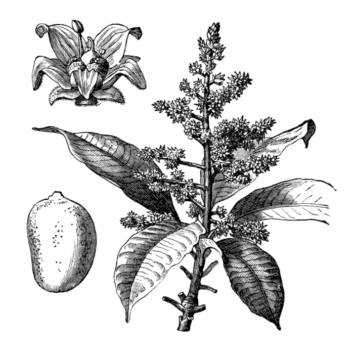 Framed Print : Mangifera indica, commonly known as mango