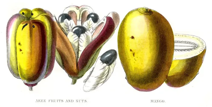 Framed Print : Mango and akee fruit engraving 1857 Framed Print : Mango and akee fruit engraving 1857