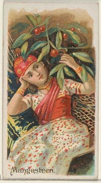 Mangosteen Trade Card 1891