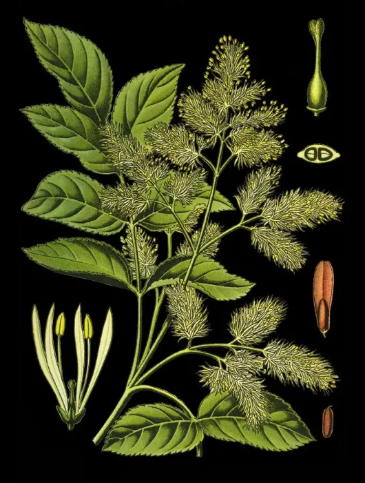 Framed Print : manna ash, South European, flowering ash, ash Framed Print : manna ash, South European, flowering ash, ash