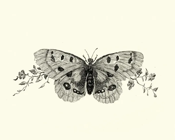 Framed Print : Manon Lescaut - Butterfly Framed Print : Manon Lescaut - Butterfly